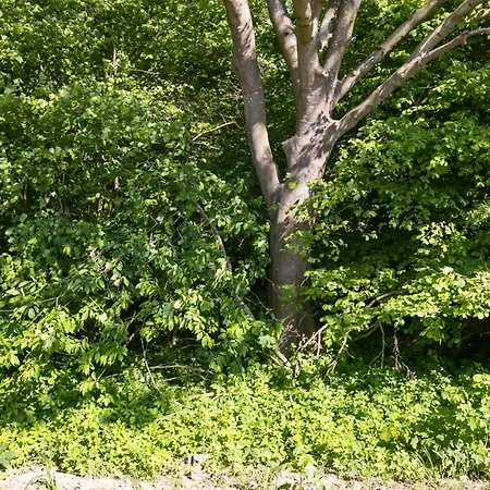 Tatil Evi Beautiful In With Wifi